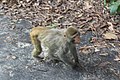 Monkey in Dulhazra Safari Park.jpg