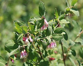 Mountain snowberry (Symphoricarpus rotundifolius) flowers