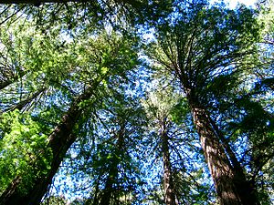 Muir Wood10.JPG