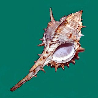 <i>Vokesimurex kiiensis</i> Species of gastropod