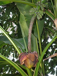 Musa japonica RBGK.JPG