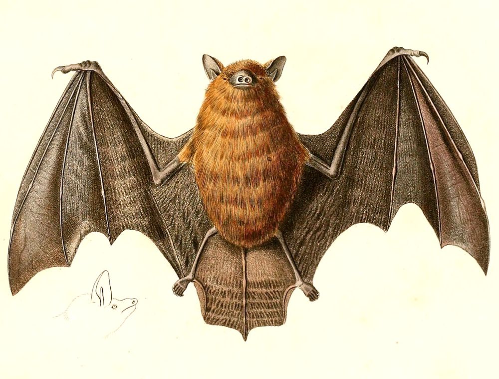 The average adult weight of a Red myotis is 5 grams (0.01 lbs)