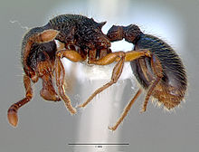 Myrmecina graminicola casent0008643 profile 1.jpg