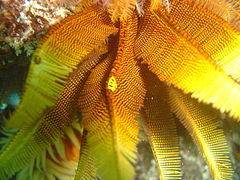 Myzostomids on Elegant feather star