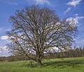 * Nomination Natural monument "Field Oak" near Ballingshausen --Plozessor 04:54, 29 March 2024 (UTC) * Promotion  Support Good quality.--Agnes Monkelbaan 05:14, 29 March 2024 (UTC)