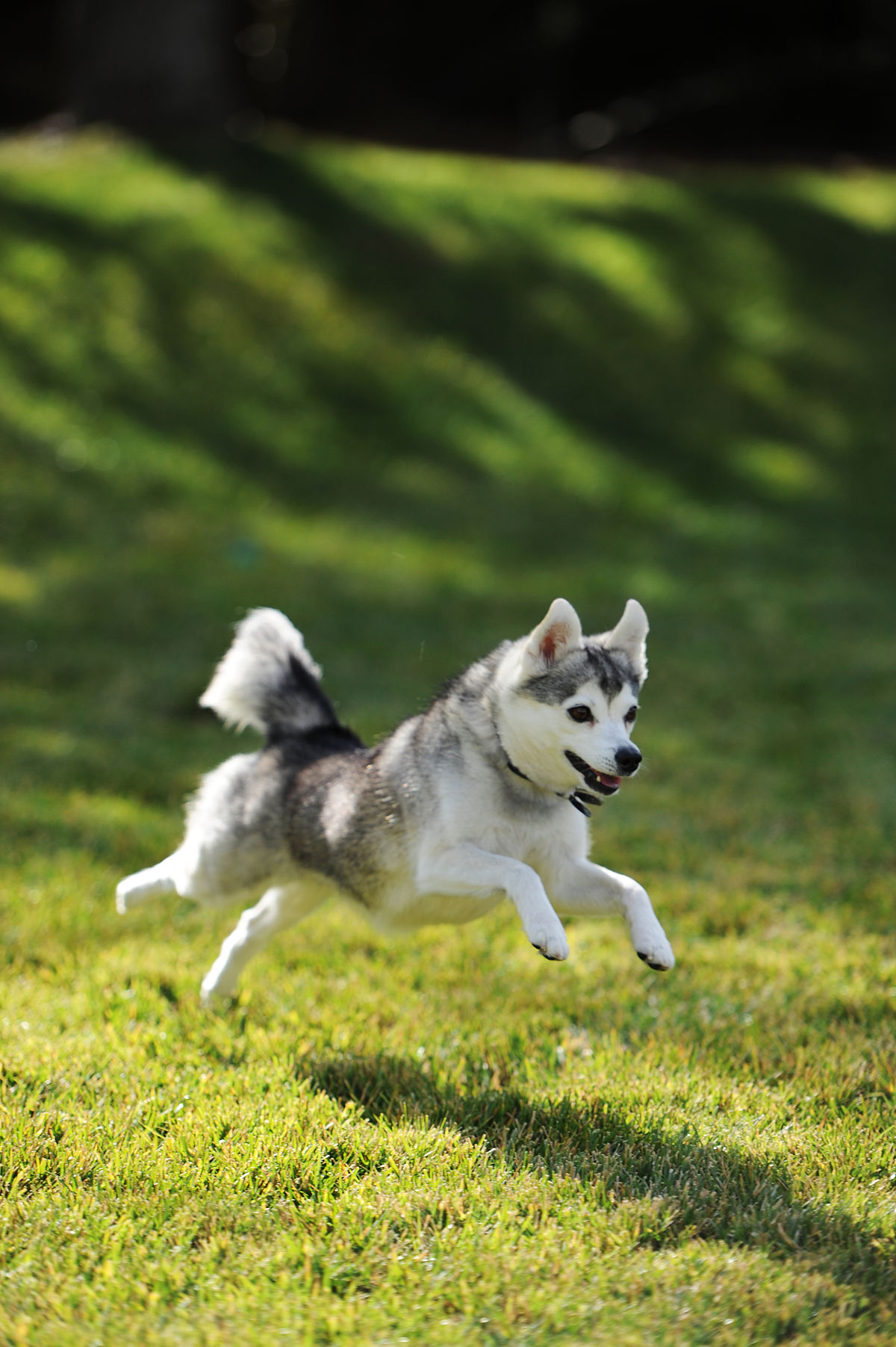 Alaskan Klee Kai - Wikipedia