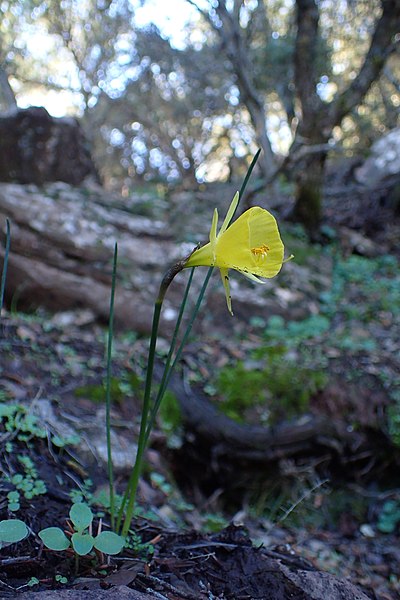 File:Narcissus bulbocodium kz16 Morocco.jpg