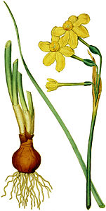 Plate 15 Narcissus jonquilla