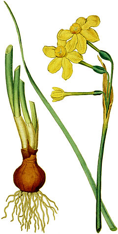 Narcissus jonquilla