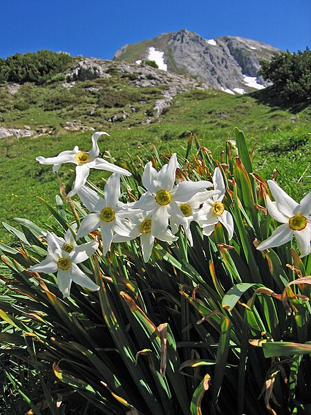 File:Narcissus poeticus subsp. radiiflorus.1658.jpg