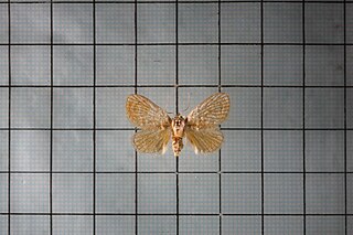 <i>Narosa</i> Genus of moths