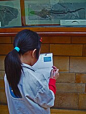 A young student at the museum NaturalHistoryMuseumLondon.jpg