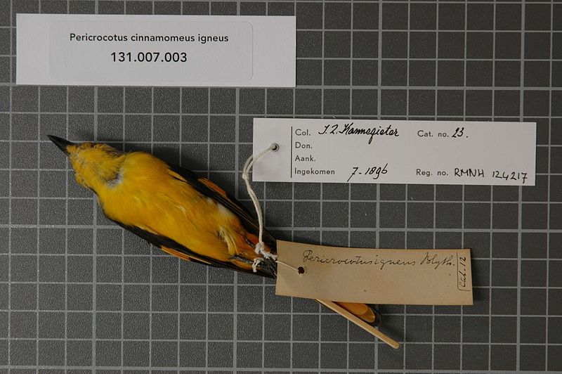 File:Naturalis Biodiversity Center - RMNH.AVES.124217 2 - Pericrocotus cinnamomeus igneus Blyth, 1846 - Campephagidae - bird skin specimen.jpeg