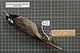 Naturalis Biodiversity Center - RMNH.AVES.136544 1 - Clytorhynchus nigrogularis nigrogularis (Layard, 1875) - Monarchidae - bird skin specimen.jpeg