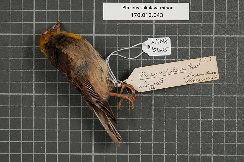 File:Naturalis Biodiversity Center - RMNH.AVES.151305 1 - Ploceus sakalava minor (Delacour & Berlioz, 1931) - Ploceidae - bird skin specimen.jpeg