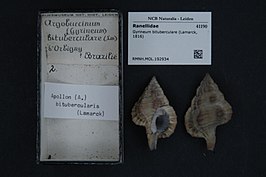 Gyrineum bituberculare