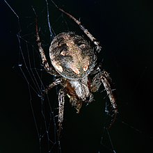 Neoscona arabesca female.JPG