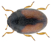 Nephus redtenbacheri (מולסנט, 1846) .png