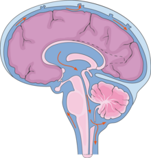 The cerebrospinal fluid circulates in the subarachnoid space around the brain and spinal cord, and in the ventricles of the brain Nervous system - Cerebrospinal fluid -- Smart-Servier.png