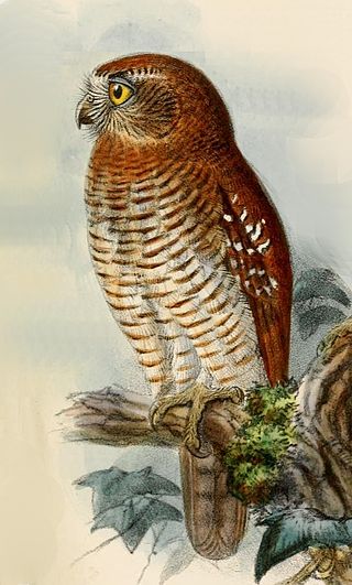 <span class="mw-page-title-main">Seram boobook</span> Species of owl