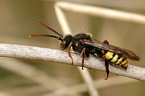 Descrierea imaginii Nomada.flava .-. Lindsey.jpg.