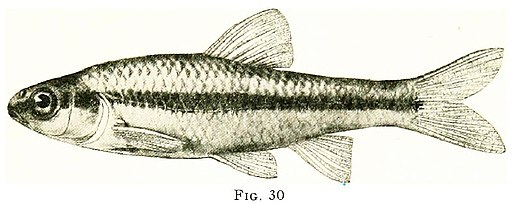 Notropis heterodon