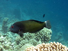 Rockmover wrasse (Novaculichthys taeniourus)