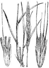 Pírika. (Tríticum répens.) [sic!]<br>Illustration #326 in: Martin Cilenšek: Naše škodljive rastline, Celovec (1892)