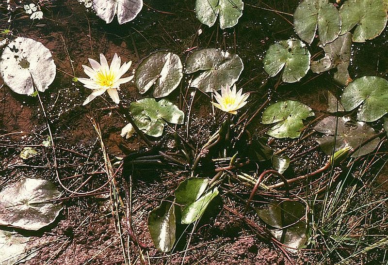 File:Nymphaea nouchali 1.jpg