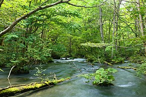 Oirase River in Aomori Prefecture