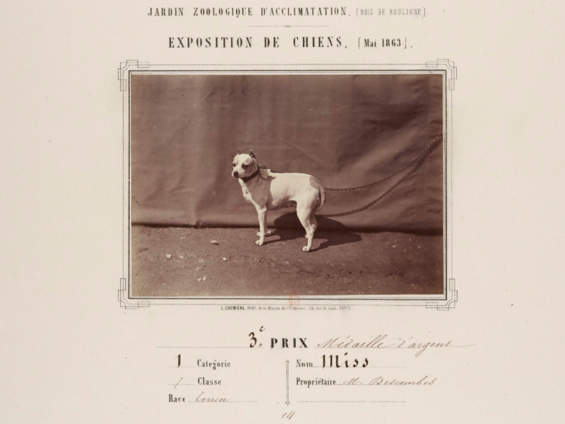 File:Old English Terrier with cropped ears, 1863.2.png