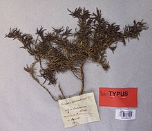 Rumput mutiara adscensionis holotype.jpg