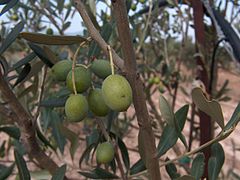 Cultivar di olivo