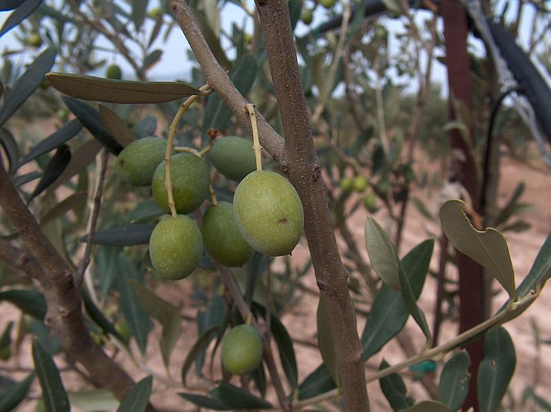 File:Olea europaea g8.jpg