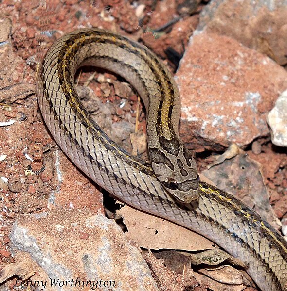 File:Oligodon taeniatus (Günther, 1861) Striped Kukri Snake (16175431667).jpg