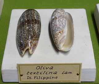 <i>Oliva sericea</i> Species of gastropod