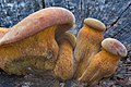 Omphalotus subilludens (Murrill) Н.Е. Bigelow 820669.jpg