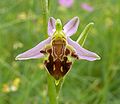 Ophrys apifera var. friburgensis