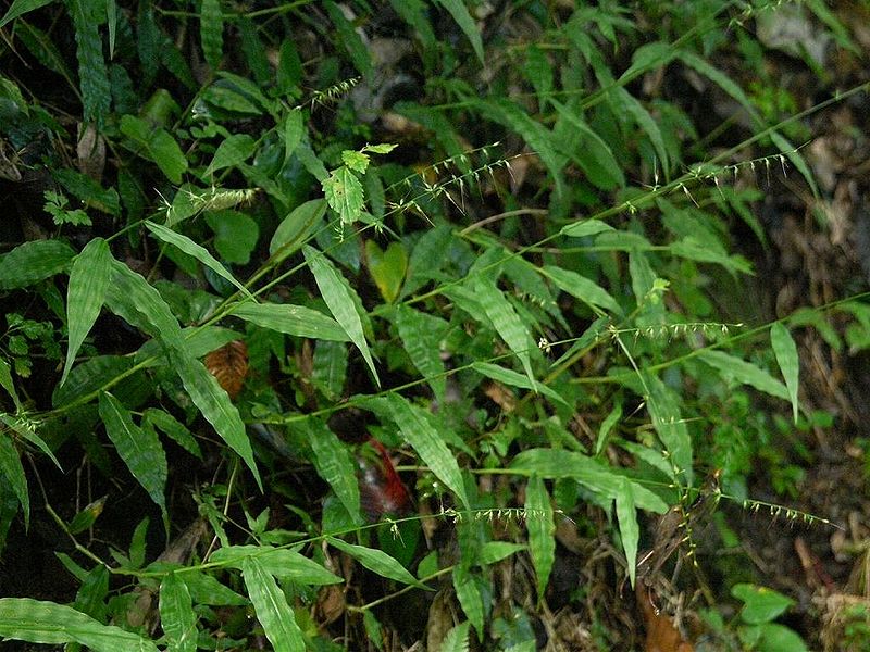 wavyleaf basketgrass