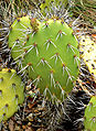 Opuntia littoralis