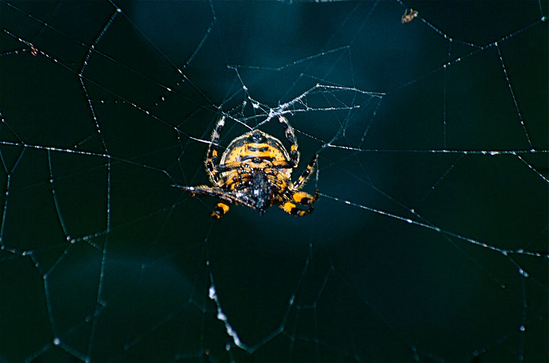 File:Orb Web Spider (Araneidae) yellow underside (14490683008).jpg