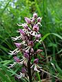 Orchis × angusticruris Germany - Saarland