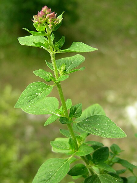 File:Oregano2.jpg