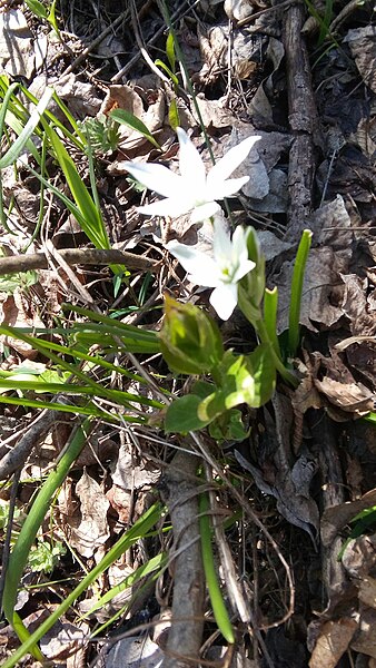 File:Ornithogalum sp. (Liliaceae).jpg