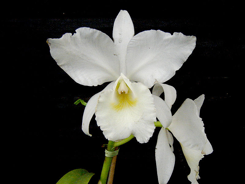 File:OrquídeaI.JPG