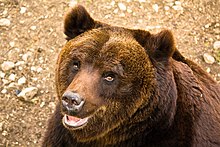 A Marsican brown bear, with a range restricted to the Abruzzo, Lazio and Molise National Park, Italy Orso bruno marsicano.jpg