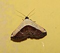 Oruza divisa from Sri Lanka2.jpg