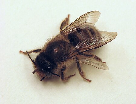 Osmia 4.19.08.w.jpg