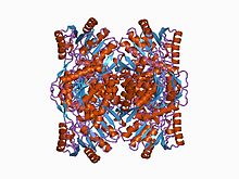 Modèle tridimensionnel de l'enzyme