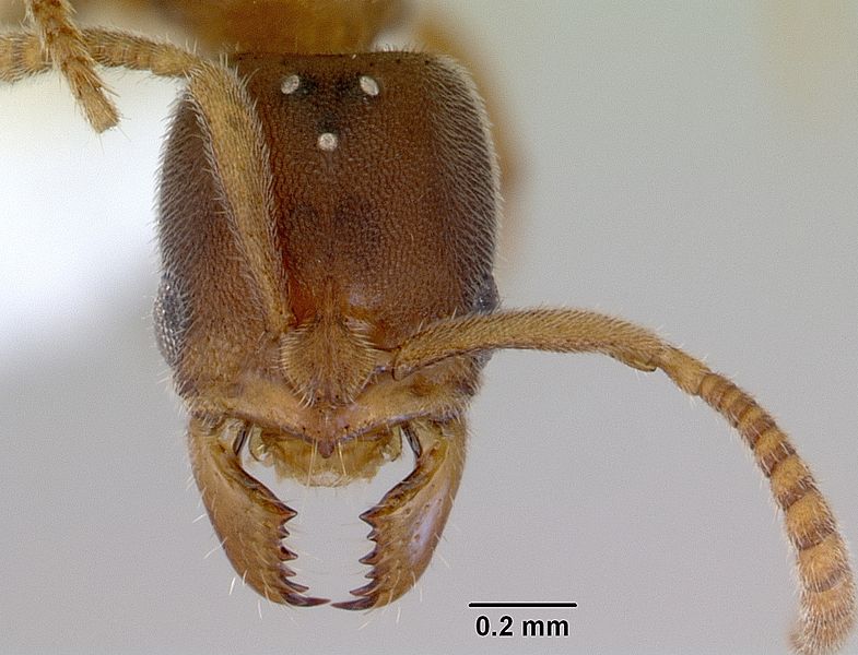 File:Pachycondyla darwinii casent0172438 head 1.jpg